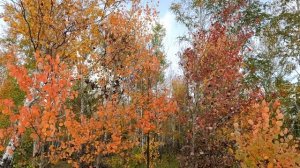 Осень, осенний лес