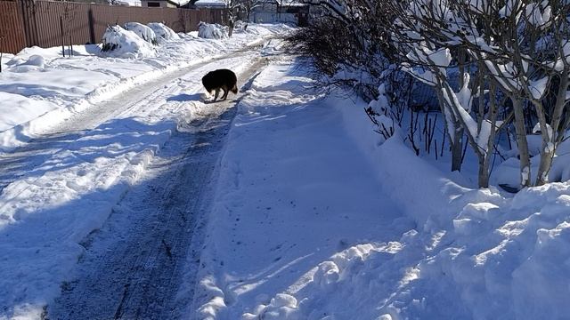 Гости хвостики смотреть онлайн