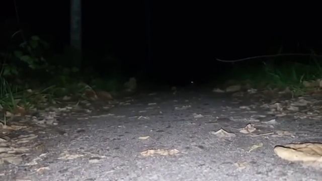 КОТОГУСЕНИЦЫ СУЩЕСТВУЕТ