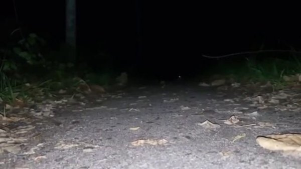 КОТОГУСЕНИЦЫ СУЩЕСТВУЕТ