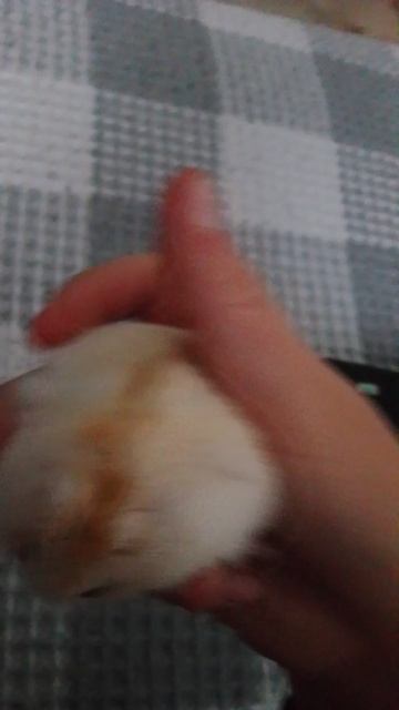 хома