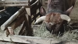 Вечерняя управа на хозяйстве. Все сыты и довольны. Жизнь в деревне