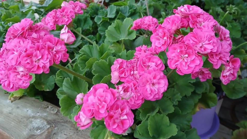 Приобрела новые сорта Пеларгонии. Какие же они красивые! Обзор. смотреть онлайн