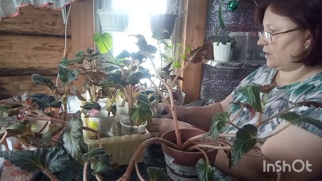 14-01-2026. Жизнь в деревне.Убрала все новогодние украшения,Посадила бегонию в грунт. смотреть онлайн