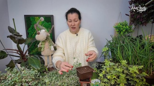 КАК ДИХОНДРА ЗИМУЕТ. РАЗМНОЖЕНИЕ ДИХОНДРЫ В ЯНВАРЕ ЧЕРЕЗ УКОРЕНЕНИЕ ПОБЕГОВ.