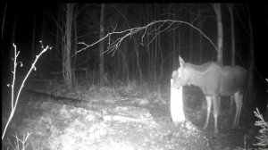 Фотоловушка на солонце Ленинградская область. Довольный посетитель-лось.