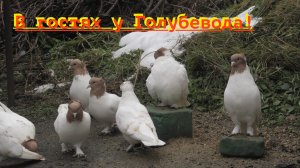 Голуби Авакова Артура в Кисловодске! 10.01.2026