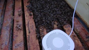 что происходит в семье пчел после дачи литра сиропа в банке в январе - умные датчики на пасеке