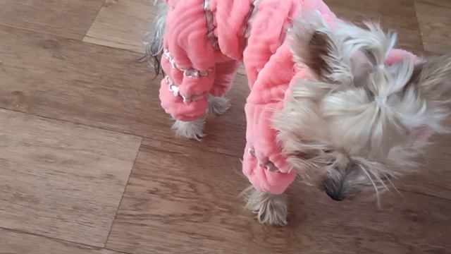 #Комбинезон для Йорка Кики. Ссылка на канал,  онлайн конструктор выкроек для собак в первых коммен