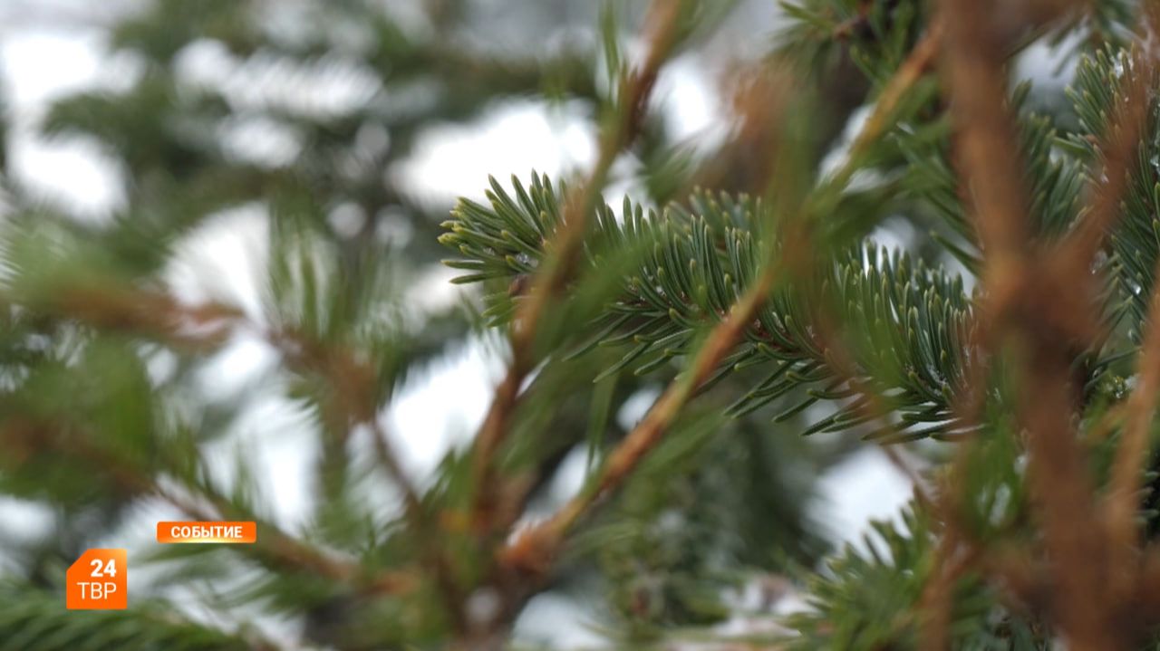 Утилизируем ёлки правильно смотреть онлайн