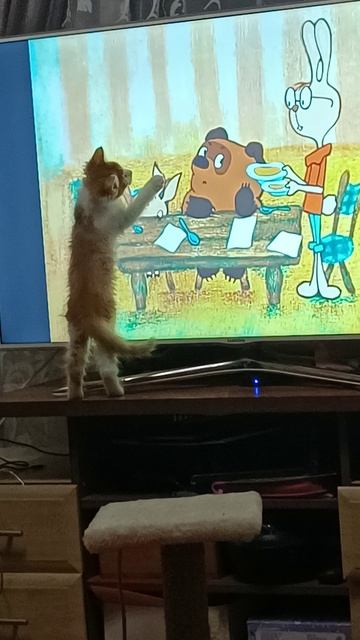 Кошка Фанта смотрит мультик