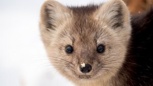 Лесная Жизнь , Соболиный Промысел на Камчатке , Камчатский Кряж , 2-я Часть