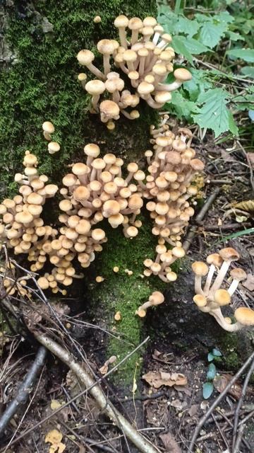 Тихая охота