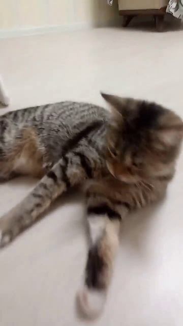 обзор на мою кошку