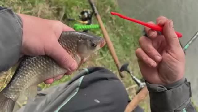 "ВСЕГДА С УЛОВОМ" Ловля карася весной на фидер.