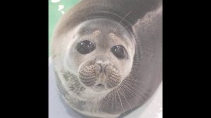 я оооочень люблю тюленей😍