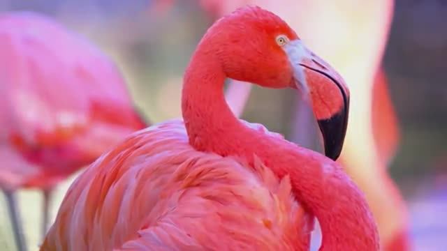 Прогулки с дикими животными в качестве 8K HDR (1) смотреть онлайн