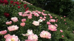 Пион Pink Hawaiian Coral