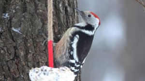 Малый пёстрый дятел ест сало