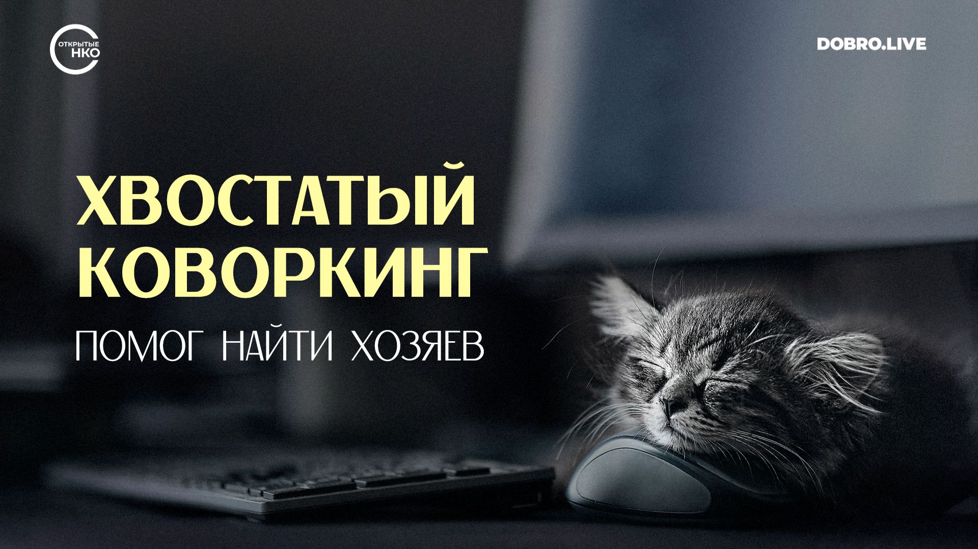 «Хвостатый коворкинг» в Москве помог найти хозяев 62 кошкам смотреть онлайн