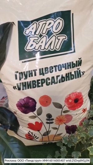 КОЛЕУС ИЗ СЕМЯН, КАК ПОСЕЯТЬ РАССАДУ В ЯНВАРЕ.