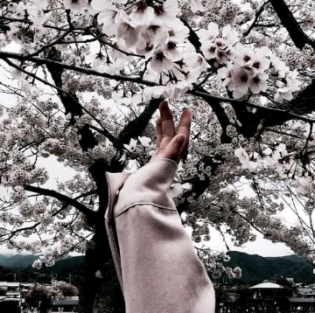 Кошка Соня смотреть онлайн