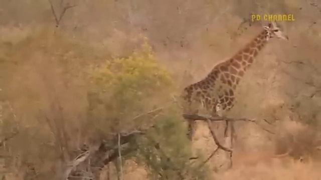 Охота 7. смотреть онлайн