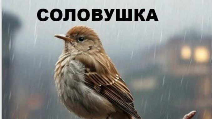СОЛОВУШКА //авторская песня // смотреть онлайн