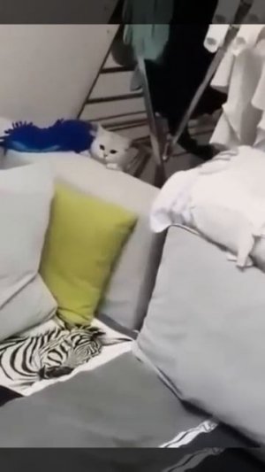 Животные приколы и не только 😅