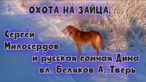 ОХОТА НА ЗАЙЦА.Сергей Милосердов и русская гончая Дина вл. Беляков А. Тверь #охота #топ #hunting