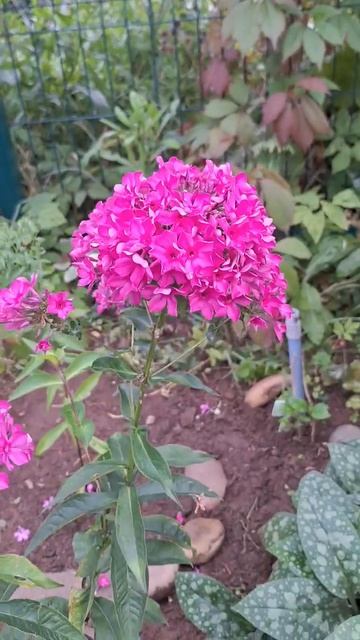 Вуаль поздняя