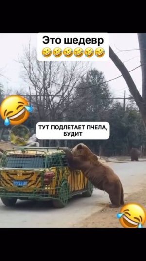 Комуникабельный мишка