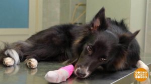 А у меня - лапки. Болят... Доброе утро. Фрагмент выпуска от 14.01.2026