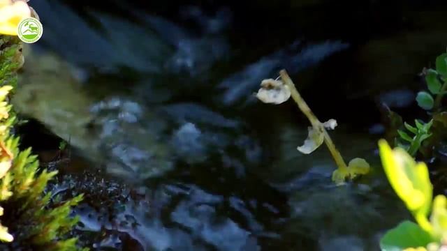 Кабардино-Балкарский высокогорный государственный заповедник