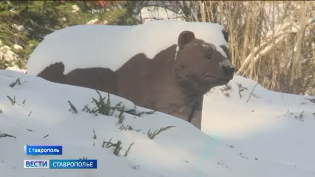 Ботанический сад Ставрополя дарит зимнюю сказку смотреть онлайн