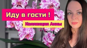 Гостевое видео . Коллекция орхидей фаленопсис Анны. Очень много цветущих орхидей