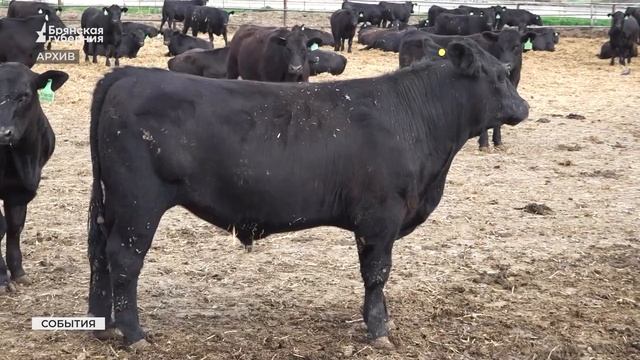 «Мираторг» произвёл рекордное количество мяса птицы в Брянской области смотреть онлайн