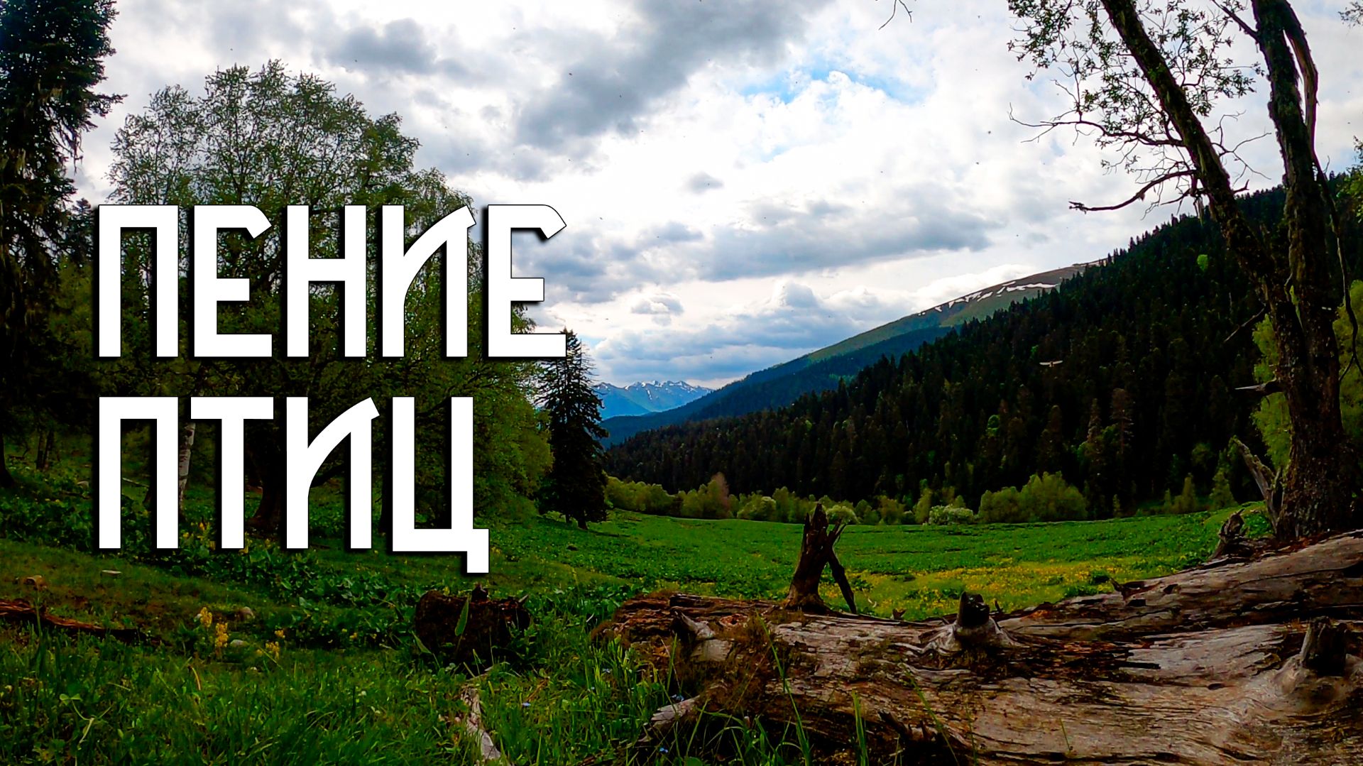 Пение Птиц на Горном Лугу / Звуки Природы / Архыз смотреть онлайн