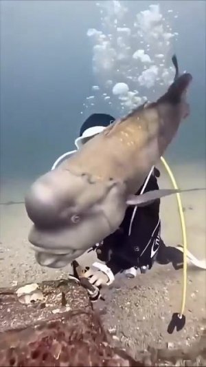 Видео от МЯУтаверс – как метавселенная, но с котами