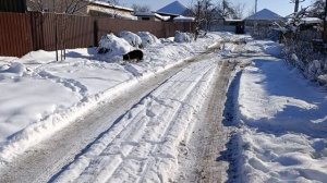 Лапки для бездомышей