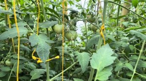 Всё переделала ! Разбираю завалы в саду . Почему упало дерево ?