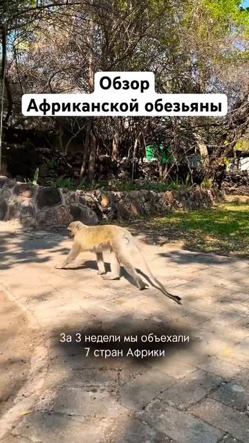 Зимбабве - 6 страна нашего автотрипа по Африке без гида! Водопад Виктория. Больше смотрите в профиле смотреть онлайн