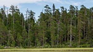 Таежные истрии