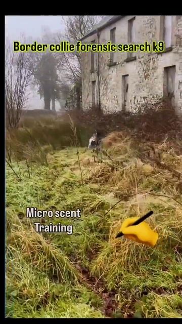 Тренировка бордер-колли