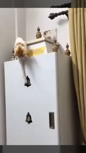 Животные приколы и не только 😅