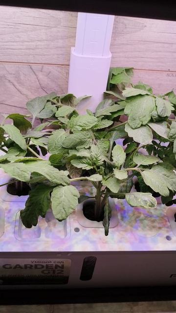 А это помидорки.!9 дней.