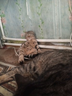 Я спать хочу сильно