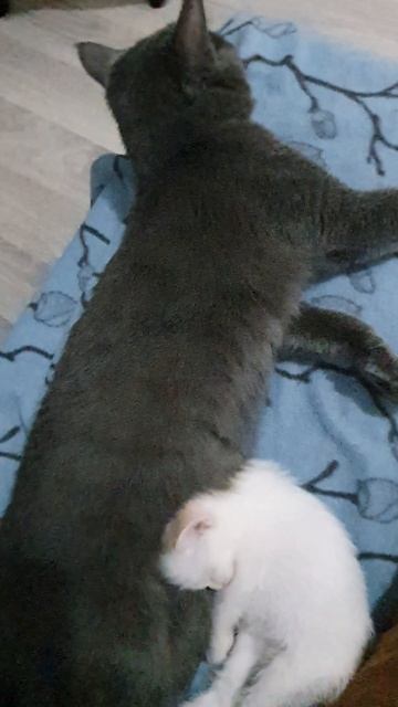 Так сладко спит лапусик