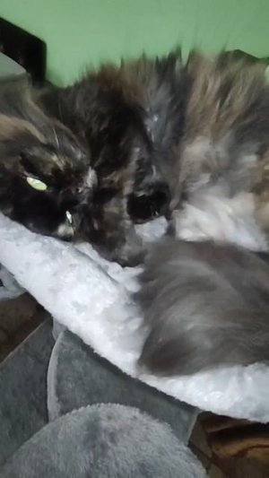 Кошкин дом😊.Сонное царство