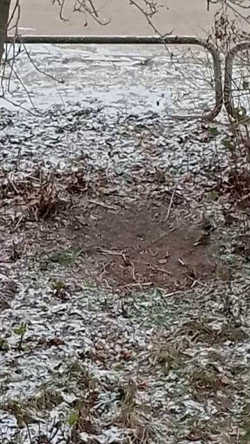 Кормим птичек около дома